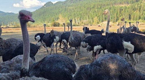 'They're safe today': Supreme Court issues interim stay on BC ostrich cull